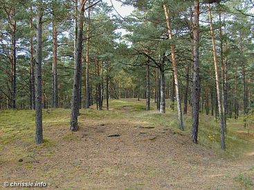 Lettland - Latvia: Wälder / forests