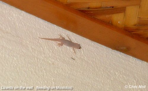 Eidechse an der Wand - Lizard on the wall